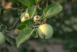 Malus domestica. Верхушка побега с созревающим плодом. Беларусь, Брестская обл., Каменецкий р-н, дер. Бобинка, территория агроусадьбы, в культуре. 30.06.2026.