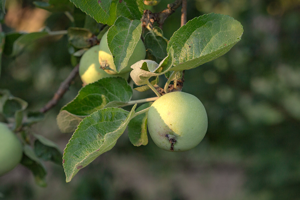 Image of Malus domestica specimen.