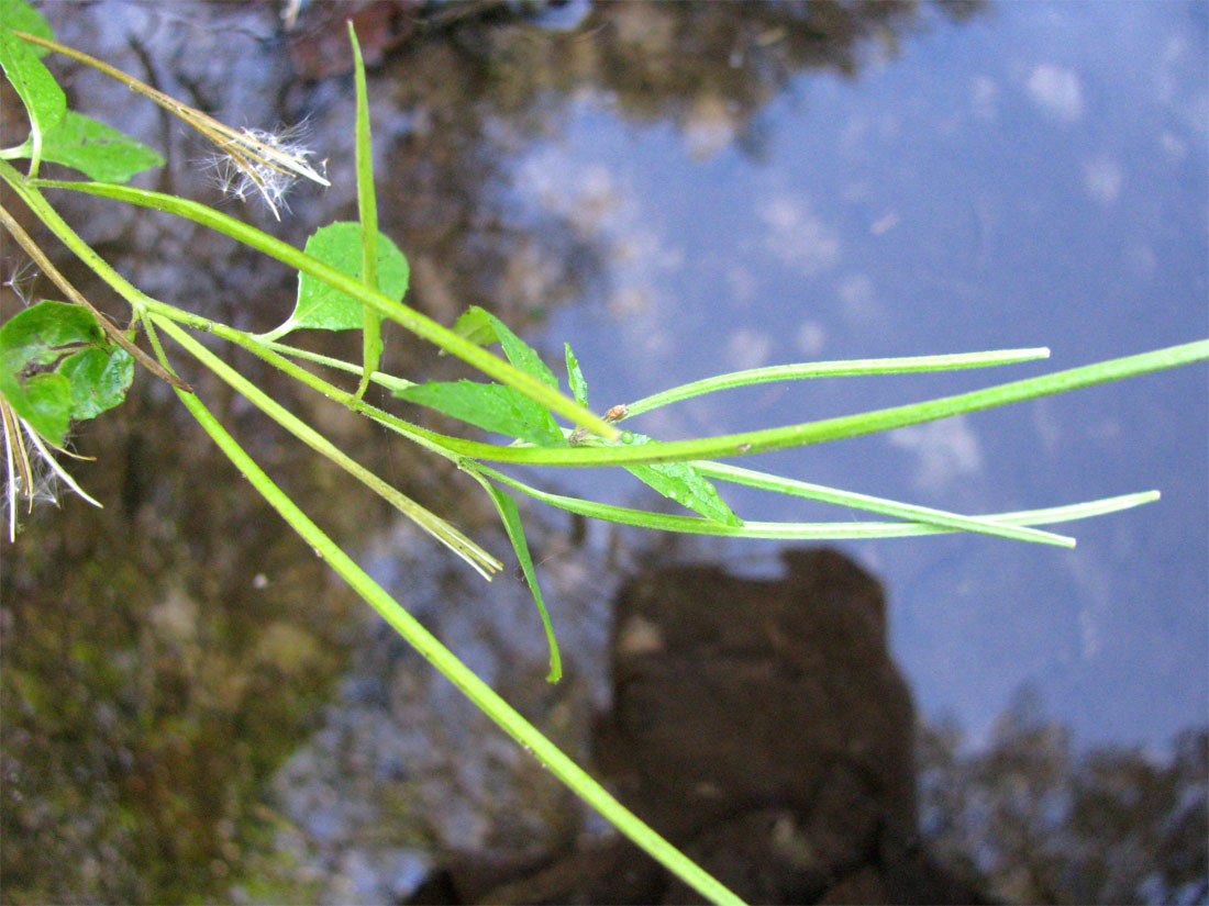 Image of Epilobium roseum specimen.