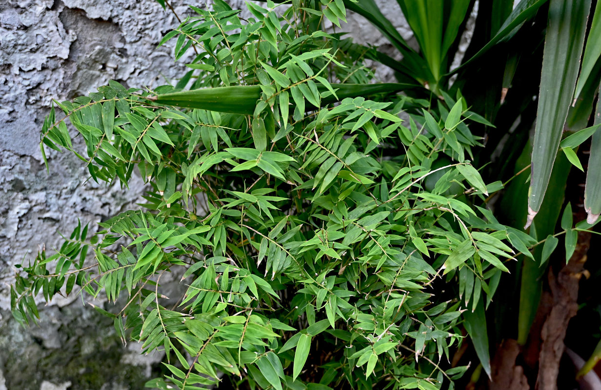 Image of Bambusa multiplex specimen.