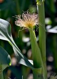 Zea mays. Женское соцветие-початок (видны торчащие из обёрток рыльца пестиков). Московская обл., гор. округ Серпухов, дол. р. Протва, в культуре. 09.08.2026.