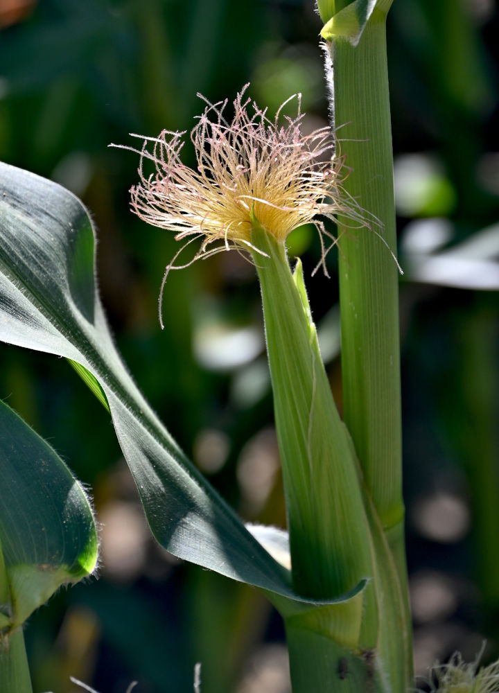 Изображение особи Zea mays.