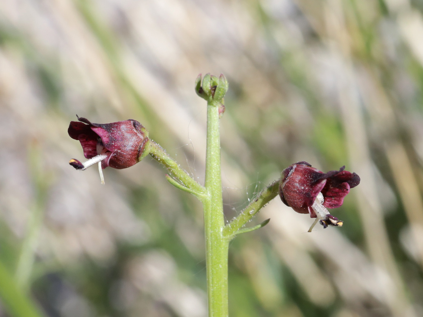 Изображение особи род Scrophularia.