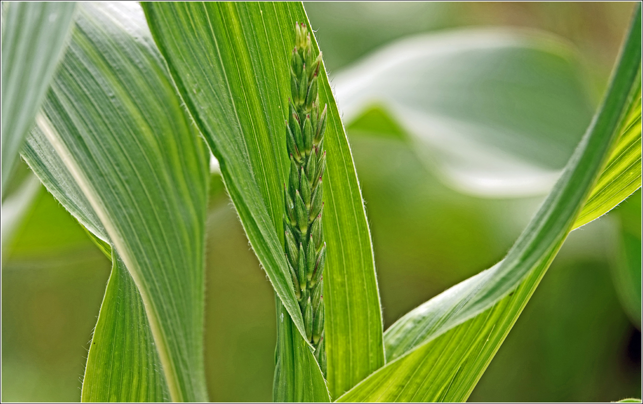 Image of Zea mays specimen.