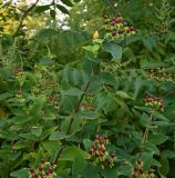 genus Hypericum. Ветви с соплодиями. Краснодарский край, г. Сочи, парк \"Дендрарий\". 17.08.2026.