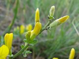 Genista scythica. Верхушка расцветающего растения. Украина, Донецкая обл., Новоазовский р-н, балка Харцызская, петрофитная степь. 10.05.2011.