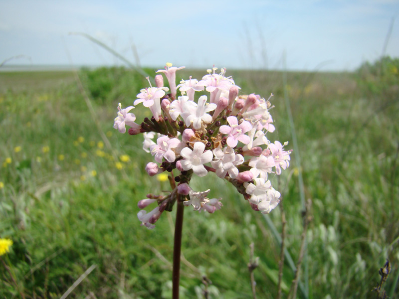 Изображение особи Valeriana tuberosa.