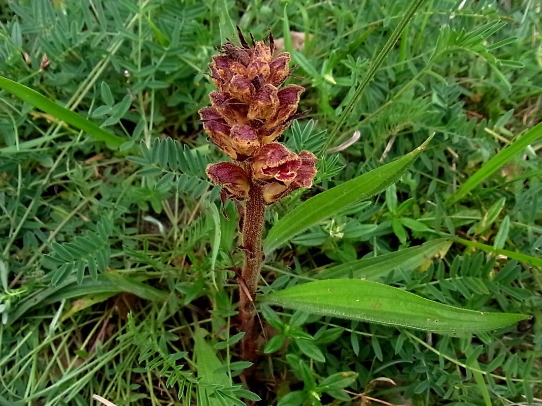 Image of Orobanche gracilis specimen.