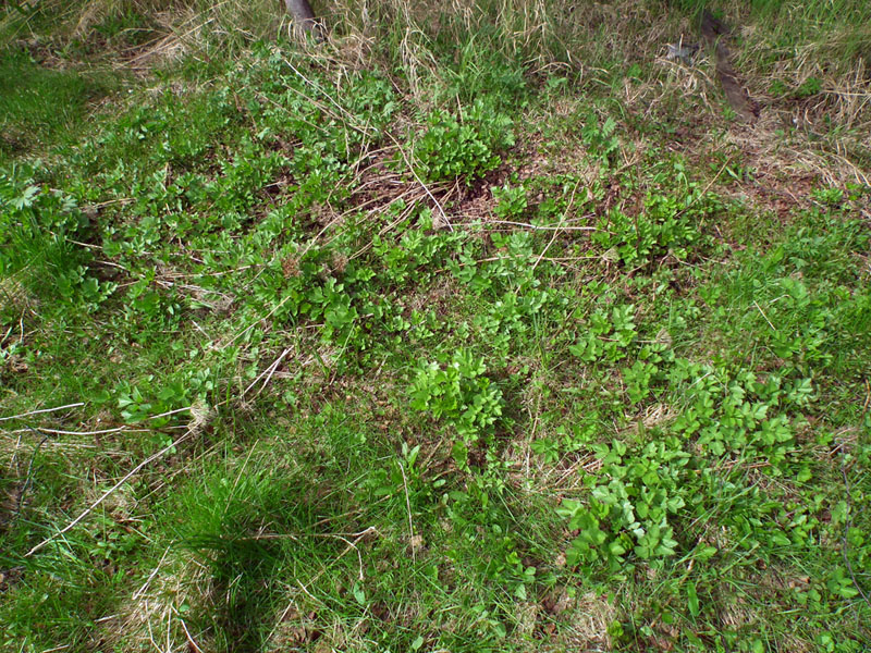 Image of Ligusticum scoticum specimen.