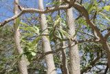 Pachypodium lamerei. Стволы и ветвь цветущего дерева. Израиль, кибуц Эйн-Геди, ботанический сад. 22.02.2011.