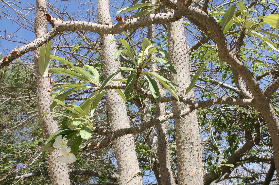 Изображение особи Pachypodium lamerei.