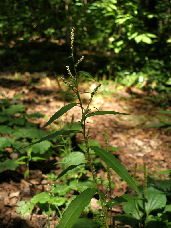 Image of Persicaria minor specimen.