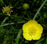 Ranunculus acris. Незрелый плод, бутон и цветок. Ростовская обл., Азовский р-н, дельта Дона, окр. г. Азов. 31 мая 2011 г.