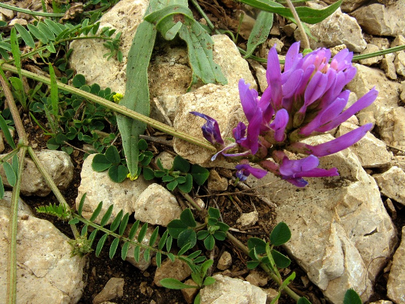 Image of Astragalus onobrychis specimen.