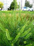 Lepidium densiflorum