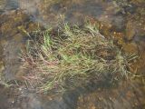Agrostis stolonifera