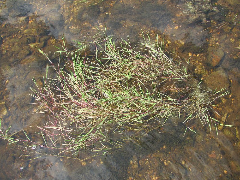 Изображение особи Agrostis stolonifera.