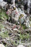 Thalictrum isopyroides