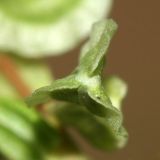 Fallopia dumetorum. Плод. Республика Татарстан, национальный парк \"Нижняя Кама\". 12.08.2011.