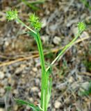 Cousinia pseudomollis