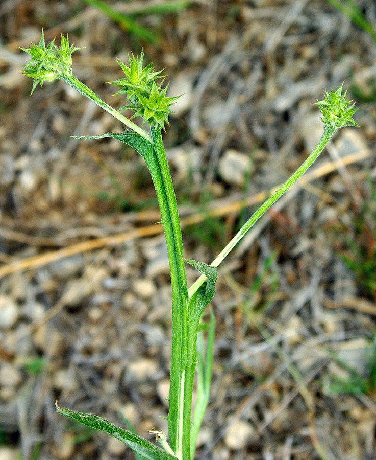 Изображение особи Cousinia pseudomollis.