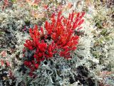 Rhodiola quadrifida. Растение в осенней окраске. Северный Урал, гора Серебрянка, высокогорная тундра. 03.09.2011.