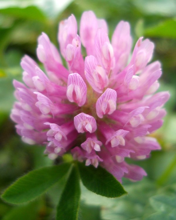 Изображение особи Trifolium pratense.