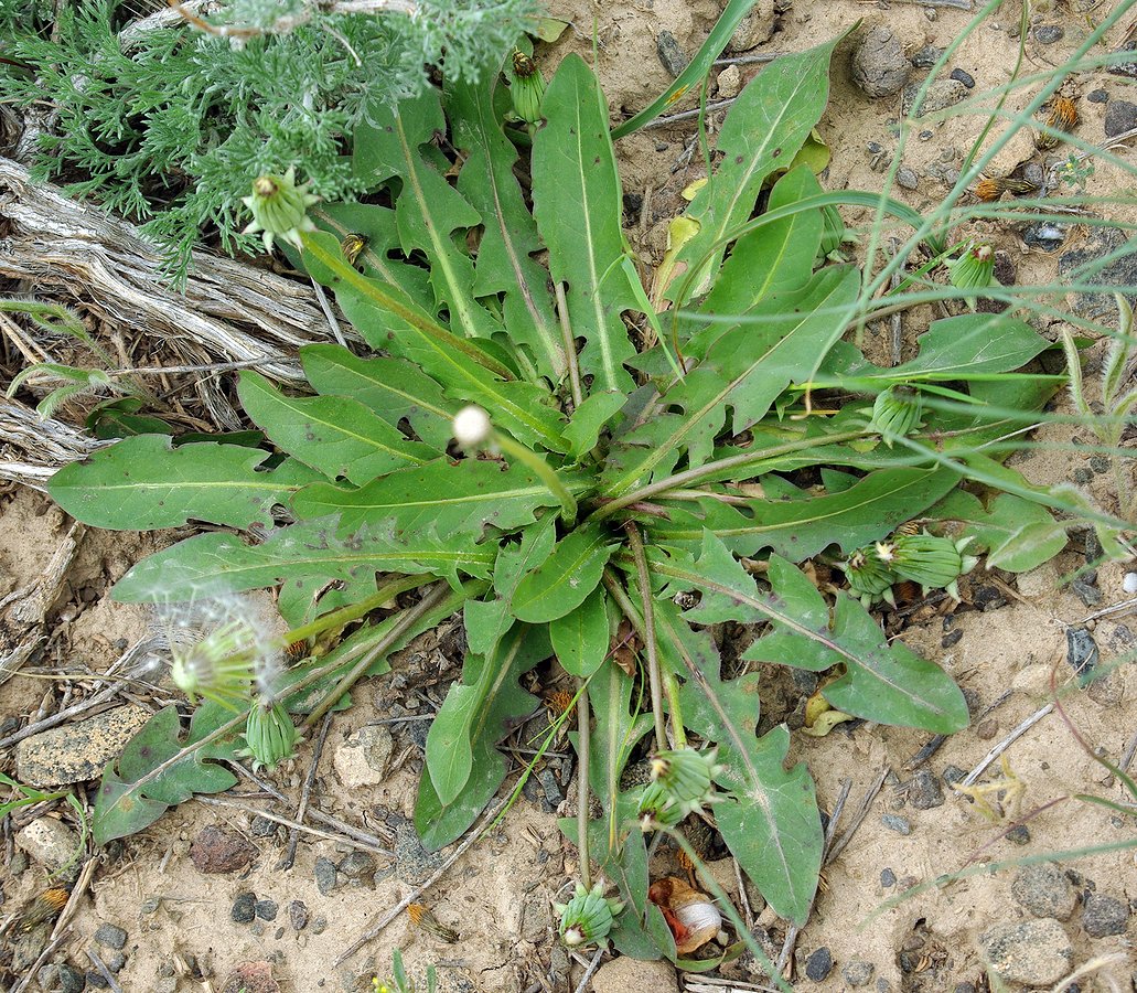 Изображение особи Taraxacum karatavicum.