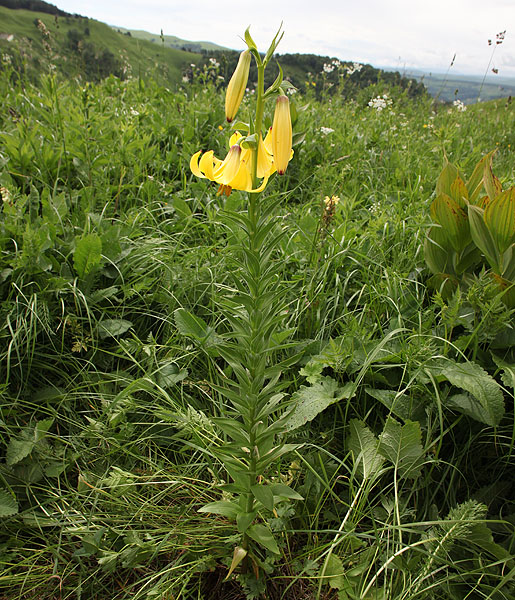 Изображение особи Lilium monadelphum.