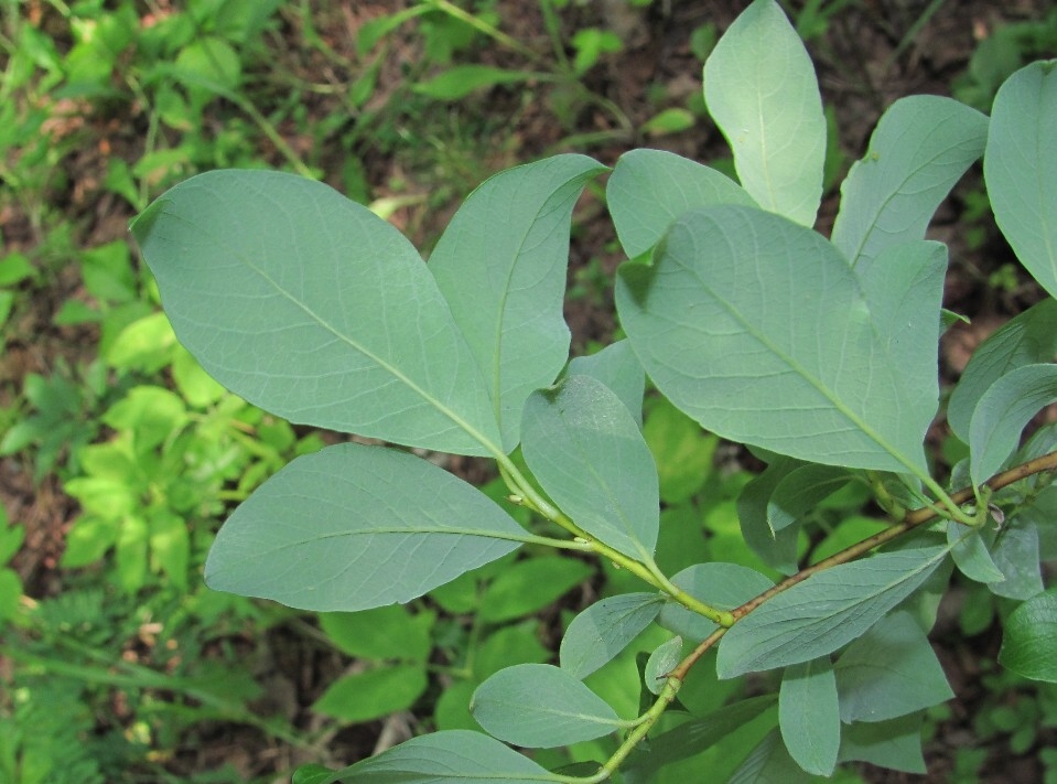Изображение особи Salix × livescens.