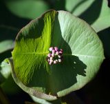 Lonicera caprifolium