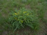 Astragalus longipetalus