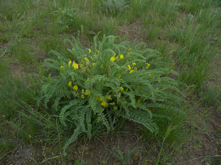 Image of Astragalus longipetalus specimen.