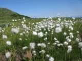 Eriophorum vaginatum