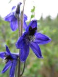 Delphinium crassifolium