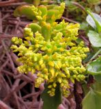 Sedum praealtum