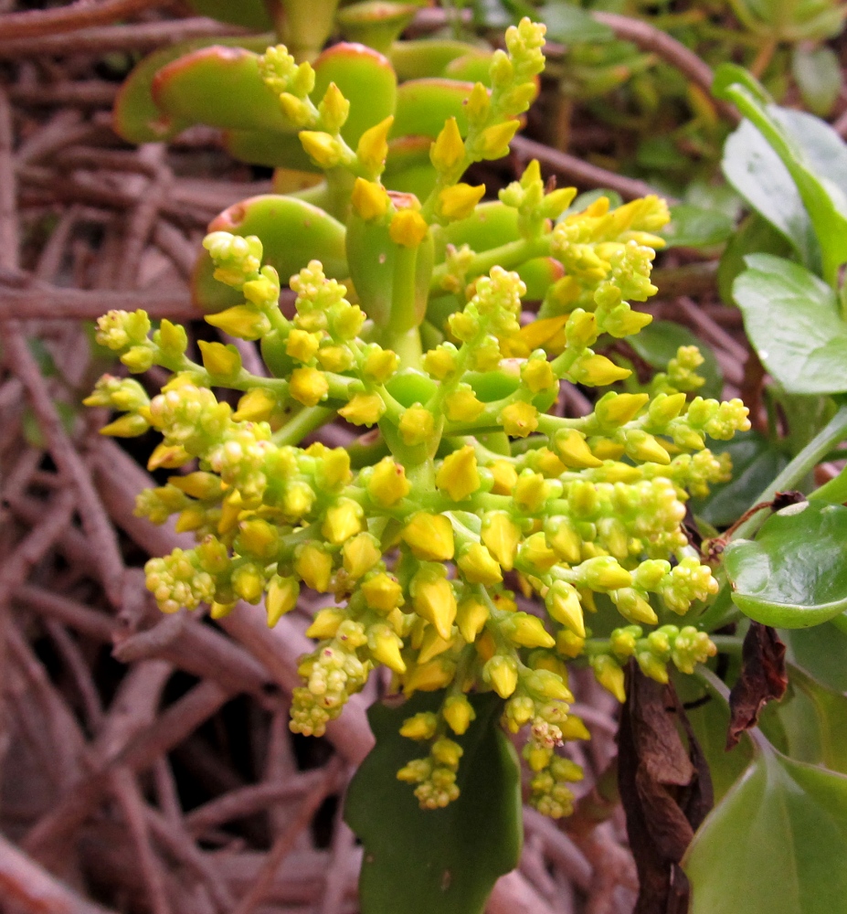 Image of Sedum praealtum specimen.