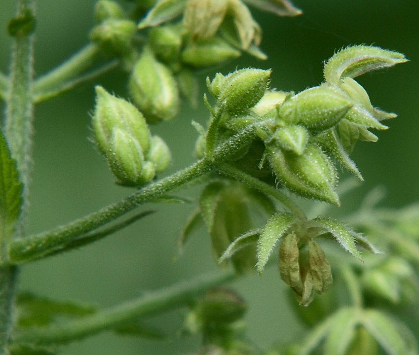 Изображение особи Humulopsis scandens.