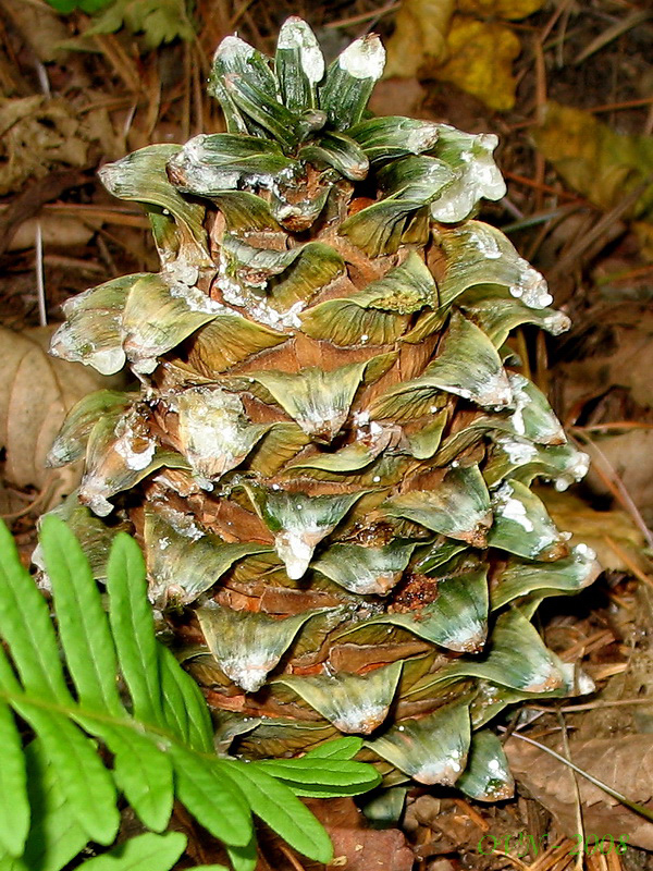 Изображение особи Pinus koraiensis.