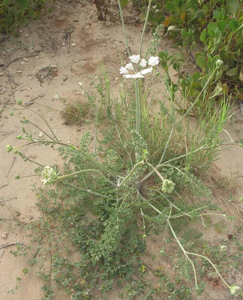 Изображение особи Daucus glaber.