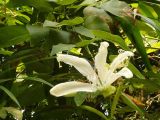 Bauhinia acuminata. Ветвь с цветком (в культуре). Сочи, дендрарий. 21.08.2008.