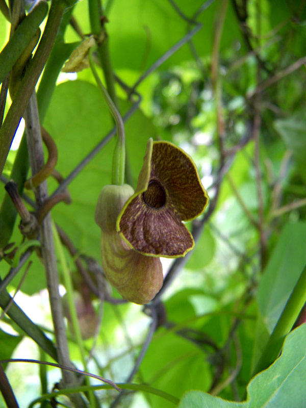 Image of Aristolochia macrophylla specimen.