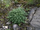 Asplenium ruta-muraria