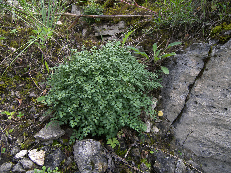 Изображение особи Asplenium ruta-muraria.