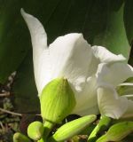 Bauhinia variegata. Цветок (белая форма). Израиль, Шарон, г. Герцлия, в культуре. 01.04.2012.