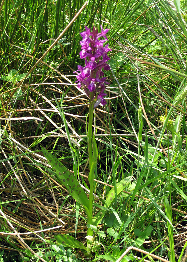 Изображение особи Dactylorhiza majalis.