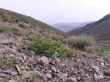 Euphorbia marschalliana