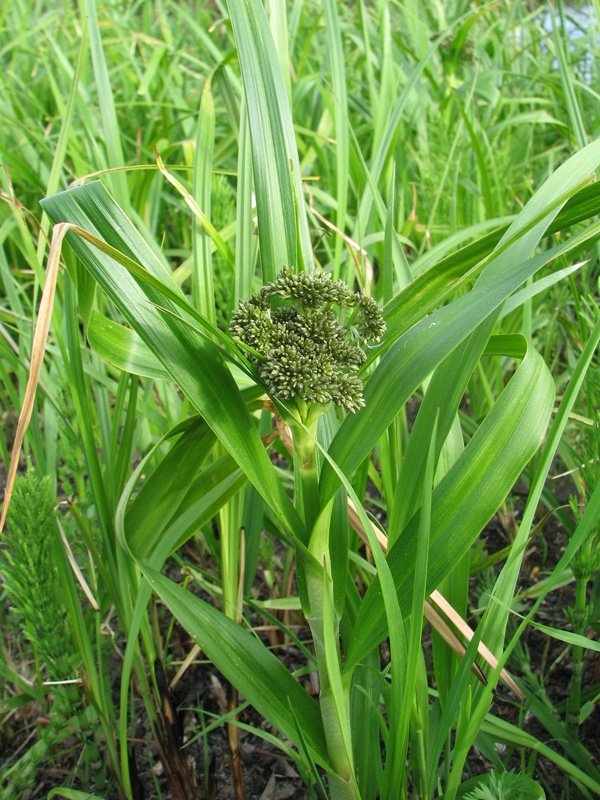 Image of Scirpus sylvaticus specimen.