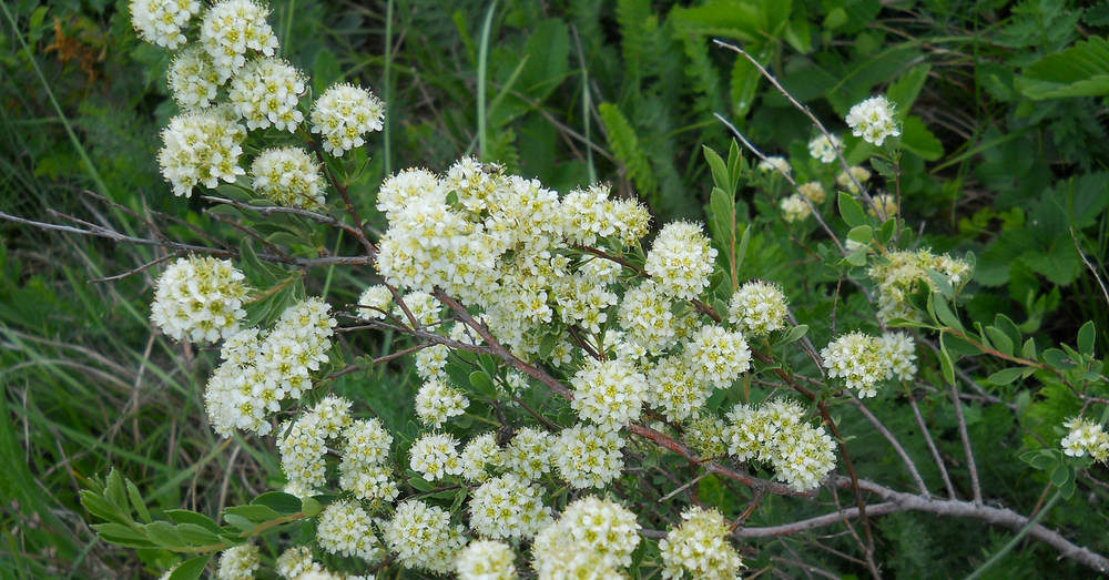 Изображение особи Spiraea hypericifolia.