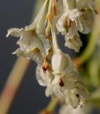 Image of taxon representative. Author is Валерий Куделя